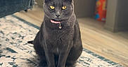 Bagheera is registered to the contest to win money with this photo: cat, charcoal_cat, pet, feline, sitting, portrait, golden_eyes, pink_collar, bell, indoor, living_room, rug, carpet, furniture, chair, wood_floor, home, centered, sharp_focus, cute