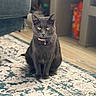 cat, charcoal_cat, pet, feline, sitting, portrait, golden_eyes, pink_collar, bell, indoor, living_room, rug, carpet, furniture, chair, wood_floor, home, centered, sharp_focus, cute
