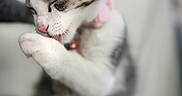 Winnie joined the competition — help win amazing prizes! cat, kitten, sleepy, grooming, paw, whiskers, pink_nose, collar, tabby, white_fur, gray_fur, closed_eyes, animal, pet, indoors, cozy, soft_focus, portrait, sitting, cute