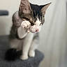 Winnie joined the competition — help win amazing prizes! cat, kitten, tabby, white_fur, gray_fur, pet, animal, grooming, raised_paw, sleepy, closed_eyes, pink_nose, whiskers, ears, standing, indoor, soft_focus, portrait, cozy, gray_background