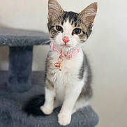 Winnie joined the competition — help win amazing prizes! cat, kitten, tabby, white_fur, pink_collar, bell, pet, animal, portrait, sitting, indoors, cat_tree, scratching_post, feline, whiskers, ears, blue_eyes, fluffy, cute, home
