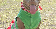 Mocha is registered to the contest to win money with this photo: dog, pit_bull, pet, animal, outdoor, grass, sunlight, costume, green_clothing, festive, bells, red_and_white, sitting, tongue, smiling, portrait, front_facing, yard, house, funny