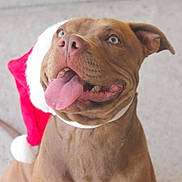 Mocha joined the competition — help win amazing prizes! dog, pet, portrait, close_up, brown_dog, santa_hat, christmas, holiday, festive, tongue, panting, smiling, happy, sitting, animal, collar, white_collar, outdoor, concrete, funny
