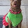 Mocha joined the competition — help win amazing prizes! dog, canine, brown_dog, holiday, christmas, costume, green_outfit, red_skirt, bell_collar, festive, portrait, sitting, smiling, happy, open_mouth, floppy_ears, short_hair, outdoor, concrete, patio