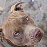 Mocha joined the competition — help win amazing prizes! dog, brown_dog, close_up, portrait, pet, canine, eyes, nose, ears, short_fur, collar, outdoor, ground, looking_up, head, muzzle, cute, animal, photography, natural_light