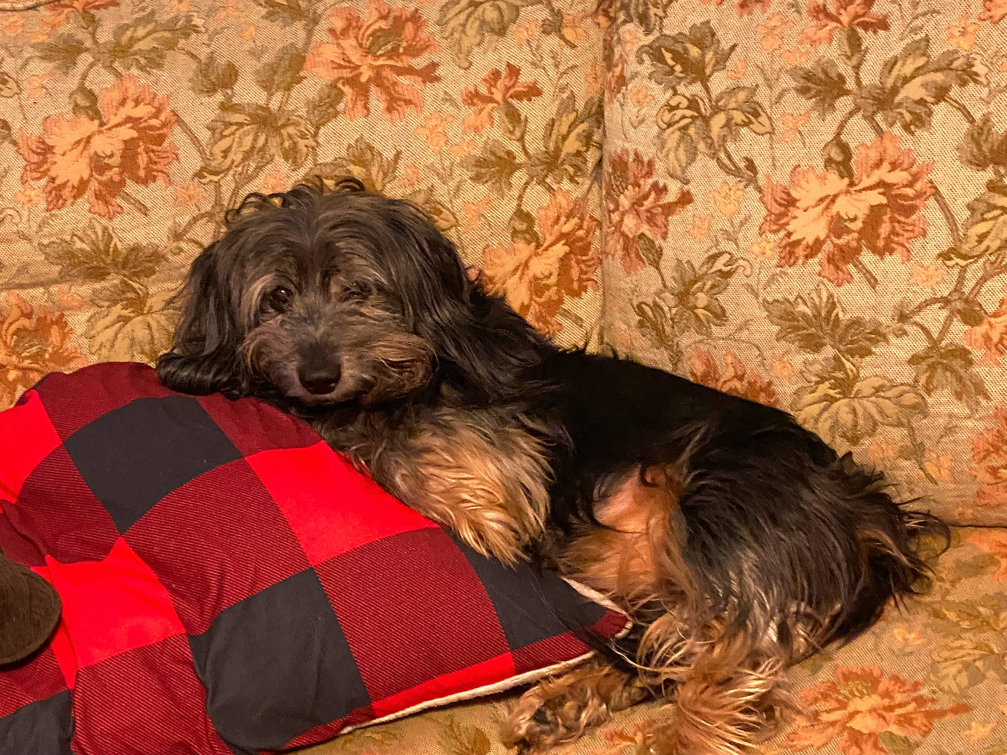 Dobe joined the competition — help win amazing prizes! canidae, carnivore, comfort, companion_dog, dog, dog_breed, dog_collar, dog_supply, fur, liver, pattern, pet_supply, small_terrier, snout, sporting_group, terrier, toy_dog, water_dog, working_animal, yorkipoo