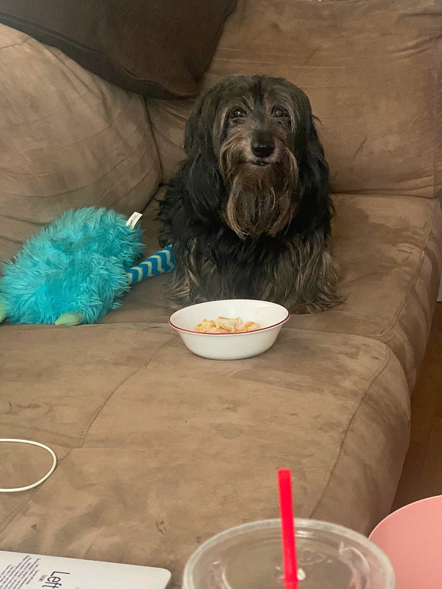 Dobe joined the competition — help win amazing prizes! bowl, canidae, carnivore, comfort_food, companion_dog, cuisine, dish, dog, dog_breed, dog_food, dog_supply, food, fur, ingredient, liver, mixing_bowl, pet_supply, sporting_group, wood, working_animal