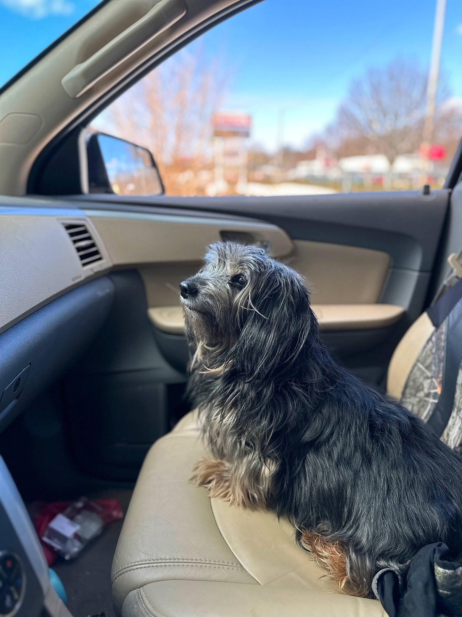 Dobe is registered to the contest to win money with this photo: auto_part, automotive_design, automotive_exterior, automotive_mirror, automotive_tire, car, car_seat_cover, carnivore, companion_dog, dog, dog_breed, light, mirror, motor_vehicle, personal_luxury_car, sky, tints_and_shades, vehicle, vehicle_door, window