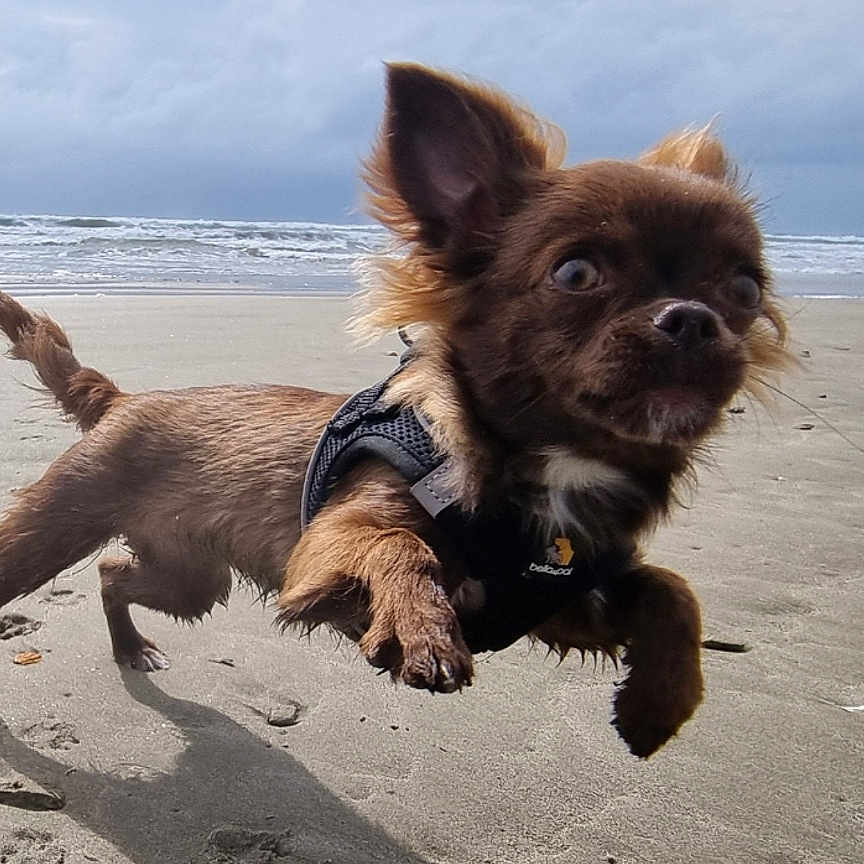 Elizabeth a rejoint le concours — aidez-le/la à gagner de superbes lots ! animal, ball, beach, canine, coast, cockerspaniel, dog, nature, outdoors, papillon, pet, puppy, sea, shoreline, soil, sport, tennis, terrier, water, waterfront
