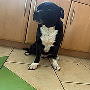 Lucky a rejoint le concours — aidez-le/la à gagner de superbes lots ! dog, black_and_white, sitting, kitchen, tile_floor, cabinet, wooden_cabinet, pet, indoor, animal, floor, paw, looking_away, calm, domestic_animal, canine, fur, ears, snout, quiet