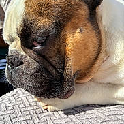 Maurice a rejoint le concours — aidez-le/la à gagner de superbes lots ! dog, french_bulldog, close_up, resting, sleepy, brown_fur, white_fur, paw, texture, blanket, sunlight, outdoor, pet, animal, portrait, side_view, wrinkles, cute, companionship, relaxation