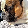 dog, french_bulldog, close_up, resting, sleepy, brown_fur, white_fur, paw, texture, blanket, sunlight, outdoor, pet, animal, portrait, side_view, wrinkles, cute, companionship, relaxation