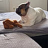 dog, french_bulldog, bed, blanket, toy, plush_toy, indoor, pet, animal, resting, furniture, cozy, brown, white, texture, comfortable, cute, relaxed, side_view, domestic