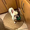 dog, french_bulldog, pet, playing, tennis_ball, rug, kitchen, floor_tiles, cabinet, wooden_cabinet, indoor, animal, cute, looking_up, ears_up, mouth_holding, small_dog, companion, home, curious