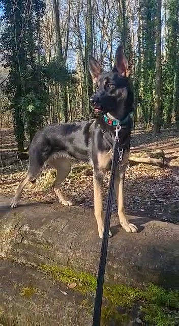 Niah joined the competition — help win amazing prizes! canidae, canis, carnivore, collar, dog, dog_breed, dog_supply, fawn, forest, herding_dog, plant, recreation, sporting_group, tail, terrestrial_animal, tree, wildlife, woodland, working_animal, working_dog