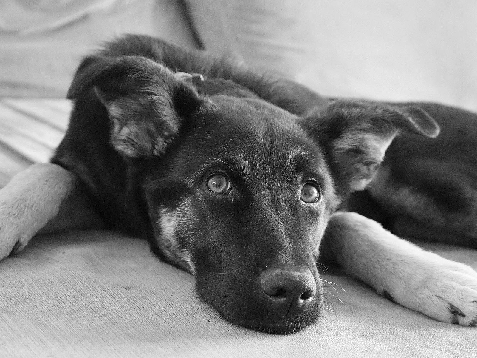 Niah joined the competition — help win amazing prizes! borador, canidae, carnivore, companion_dog, dog, dog_breed, ear, fawn, fur, monochrome, monochrome_photography, paw, puppy, snout, sporting_group, street_dog, terrestrial_animal, whiskers, working_animal, working_dog