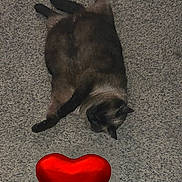 Love Bug joined the competition — help win amazing prizes! animal, carpet, cat, cozy, cute, cute_pet, domestic, feline, floor, fur, heart, indoor, love, pet, red, relaxed, resting, siamese, sprawled, texture