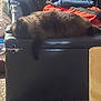 Love Bug is registered to the contest to win money with this photo: black_cat, carpet, casual, cat, clothes, cozy, daylight, fabric, folded_clothes, furniture, home, indoors, messy, ottoman, pet, relaxing, resting, sleeping, stack, sunlight