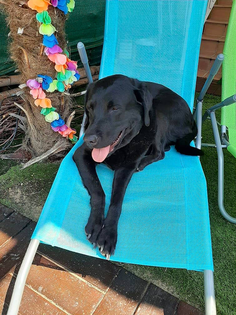 Kiwi is registered to the contest to win money with this photo: blue_lacy, borador, canidae, carnivore, companion_dog, dog, dog_breed, labrador_retriever, patterdale_terrier, puppy, retriever, sporting_group, tail