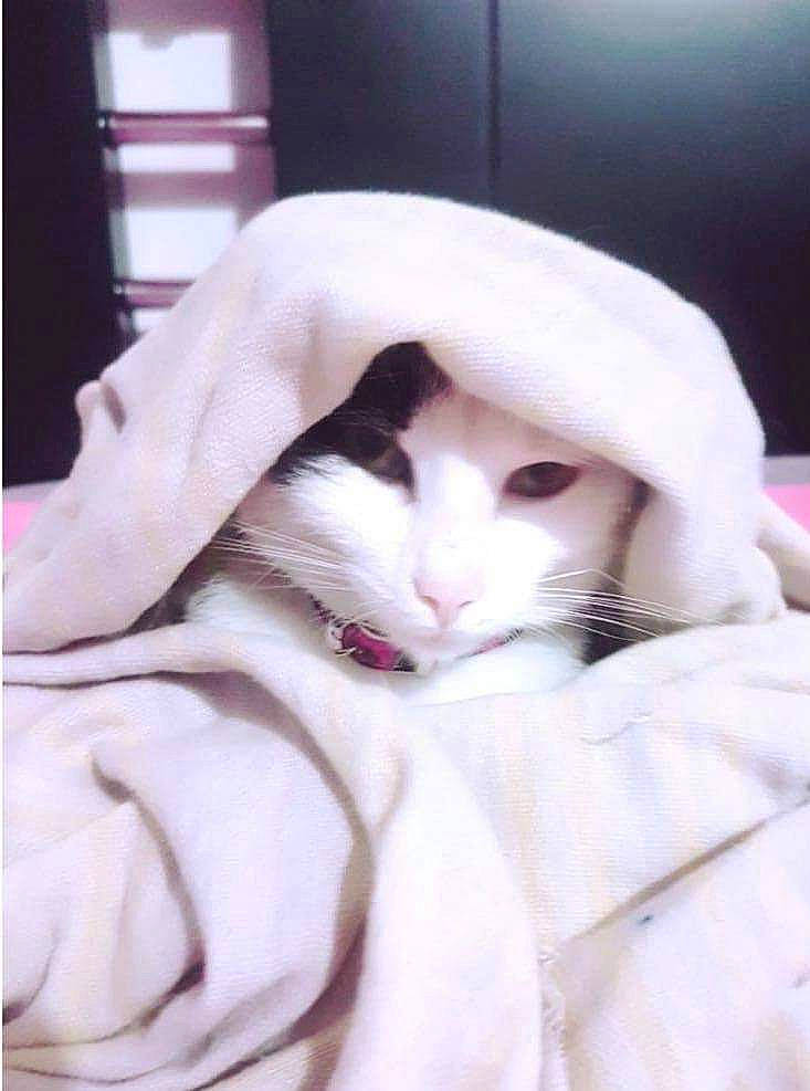 Deysi is registered to the contest to win money with this photo: carnivore, cat, cheek, felidae, fur, nose, small_to_medium_sized_cats, whiskers