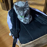 Baby Kitten is registered to the contest to win money with this photo: kitten, cat, pet, backpack, wooden_floor, indoor, furniture, collar, black, gray, curious, young_animal, domestic_animal, resting, cute, small, animal, floor, wood, household