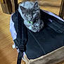 kitten, cat, pet, backpack, wooden_floor, indoor, furniture, collar, black, gray, curious, young_animal, domestic_animal, resting, cute, small, animal, floor, wood, household