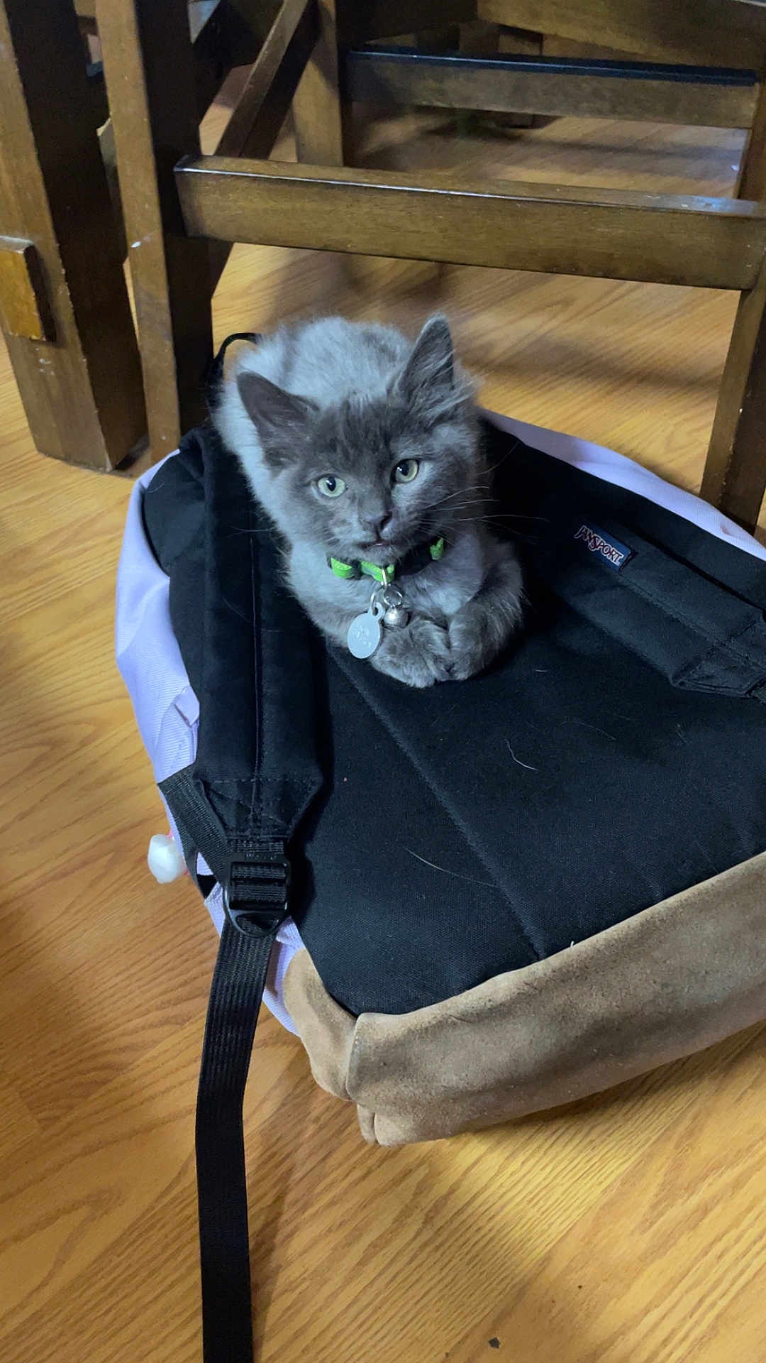 Baby Kitten is registered to the contest to win money with this photo: kitten, cat, pet, backpack, wooden_floor, indoor, furniture, collar, black, gray, curious, young_animal, domestic_animal, resting, cute, small, animal, floor, wood, household