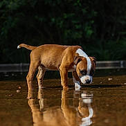 Vicky participe au concours pour gagner de l'argent avec cette photo : animal, beagle, boxer, bulldog, canine, dog, frenchbulldog, hardwood, hound, nature, outdoors, person, pet, pitbull, pointer, pond, puppy, terrier, water, wood