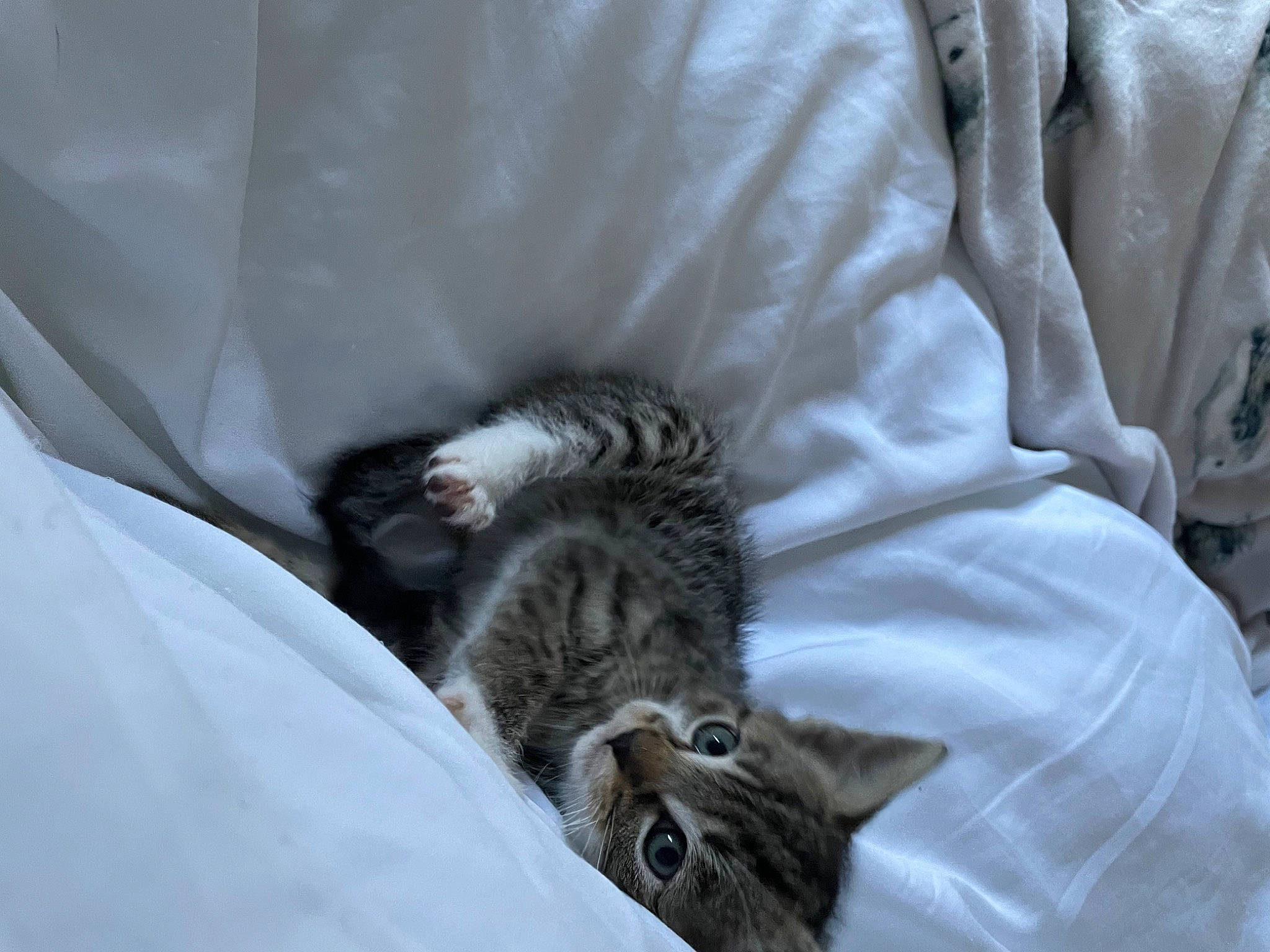 Albie is registered to the contest to win money with this photo: bedding, carnivore, cat, claw, comfort, domestic_short_haired_cat, duvet, felidae, fur, grey, linens, nap, paw, sleep, small_to_medium_sized_cats, tail, terrestrial_animal, textile, whiskers