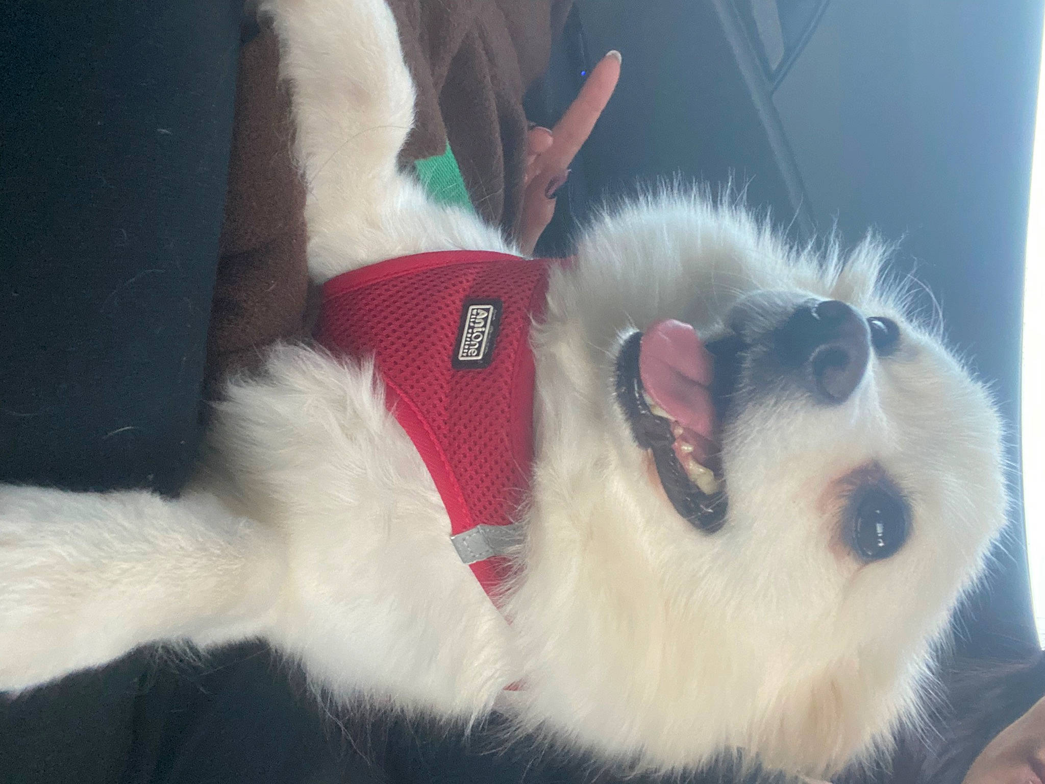 Marla a rejoint le concours — aidez-le/la à gagner de superbes lots ! canidae, carmine, carnivore, collar, companion_dog, dog, dog_breed, fawn, felidae, foot, fur, german_spitz, paw, samoyed, small_to_medium_sized_cats, snout, spitz, sporting_group, volpino_italiano, whiskers