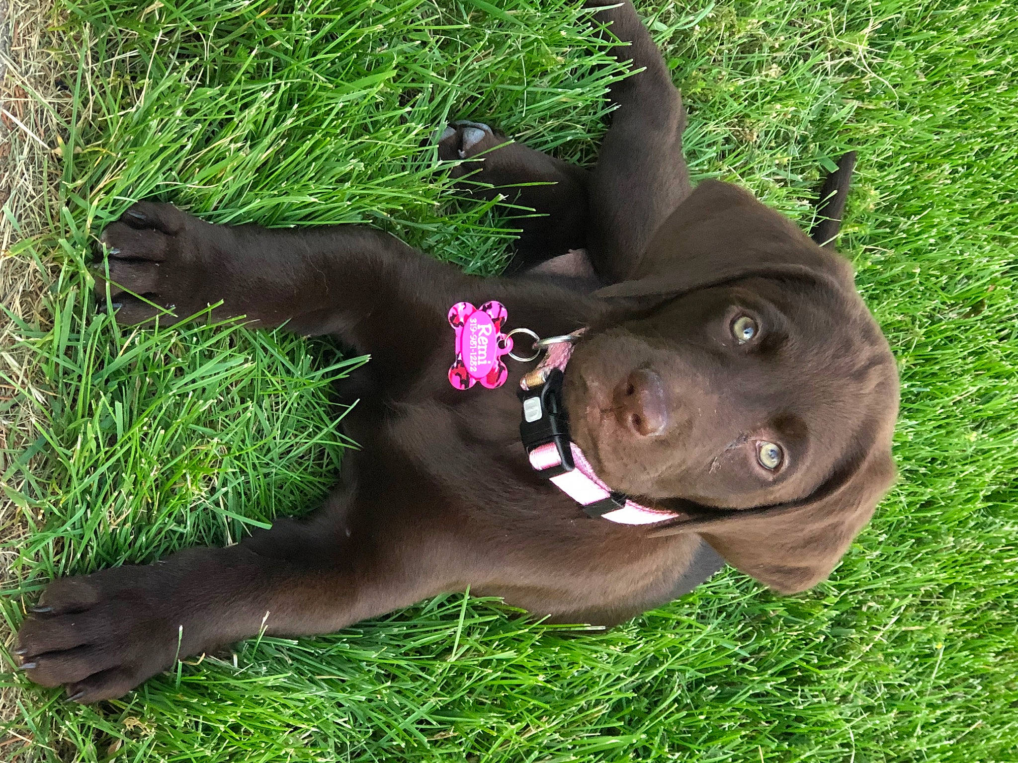 Remi joined the competition — help win amazing prizes! canidae, canis_panther, carnivore, companion_dog, dog, dog_breed, fawn, grass, labrador_retriever, liver, patterdale_terrier, pointing_breed, puppy, sporting_group