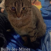 Malyah participe au concours pour gagner de l'argent avec cette photo : animal, blanket, blue_blanket, cat, closeup, comfort, cozy, domestic_animal, ears, eyes, feline, fur, household, indoor, pet, relaxed, sitting, soft_texture, tabby_cat, whiskers