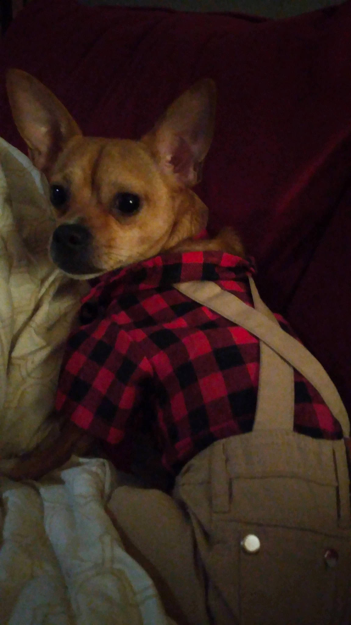 Rockie is registered to the contest to win money with this photo: canidae, carnivore, chihuahua, comfort, companion_dog, dog, dog_breed, dog_supply, ear, fawn, fur, pattern, plaid, sleeve, snout, sporting_group, tartan, toy_dog, whiskers, working_animal