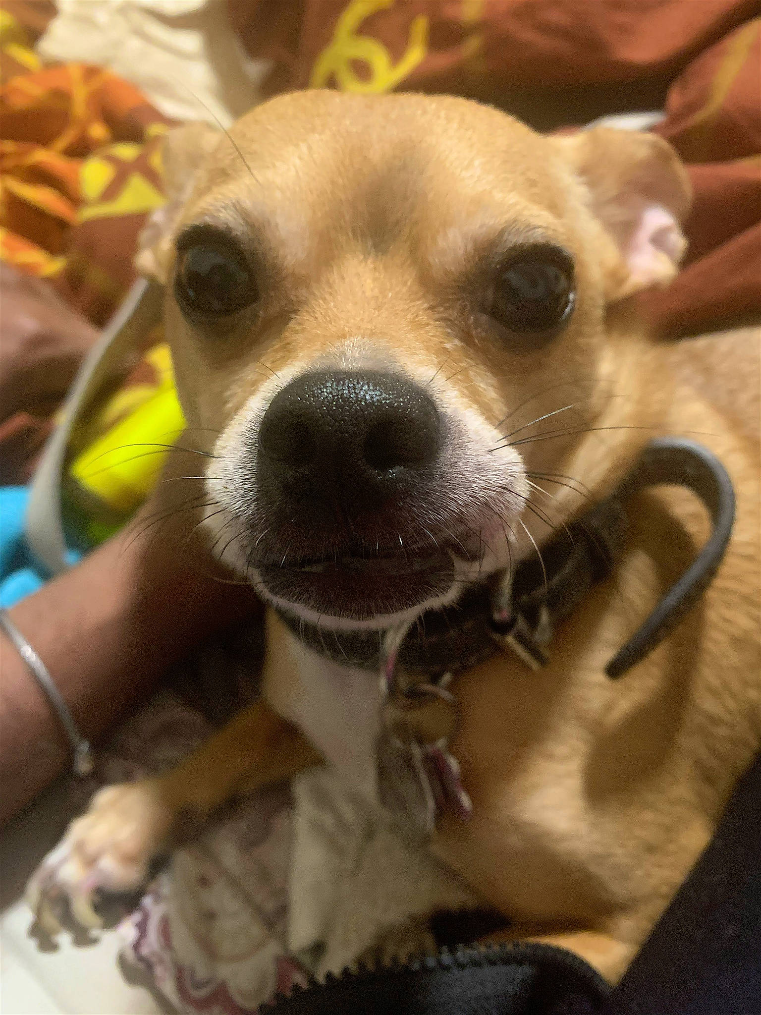 Rockie is registered to the contest to win money with this photo: canidae, carnivore, collar, companion_dog, dog, dog_breed, dog_collar, ear, fawn, fur, head, puppy, puppy_love, selfie, snout, sporting_group, terrestrial_animal, toy_dog, whiskers, working_animal