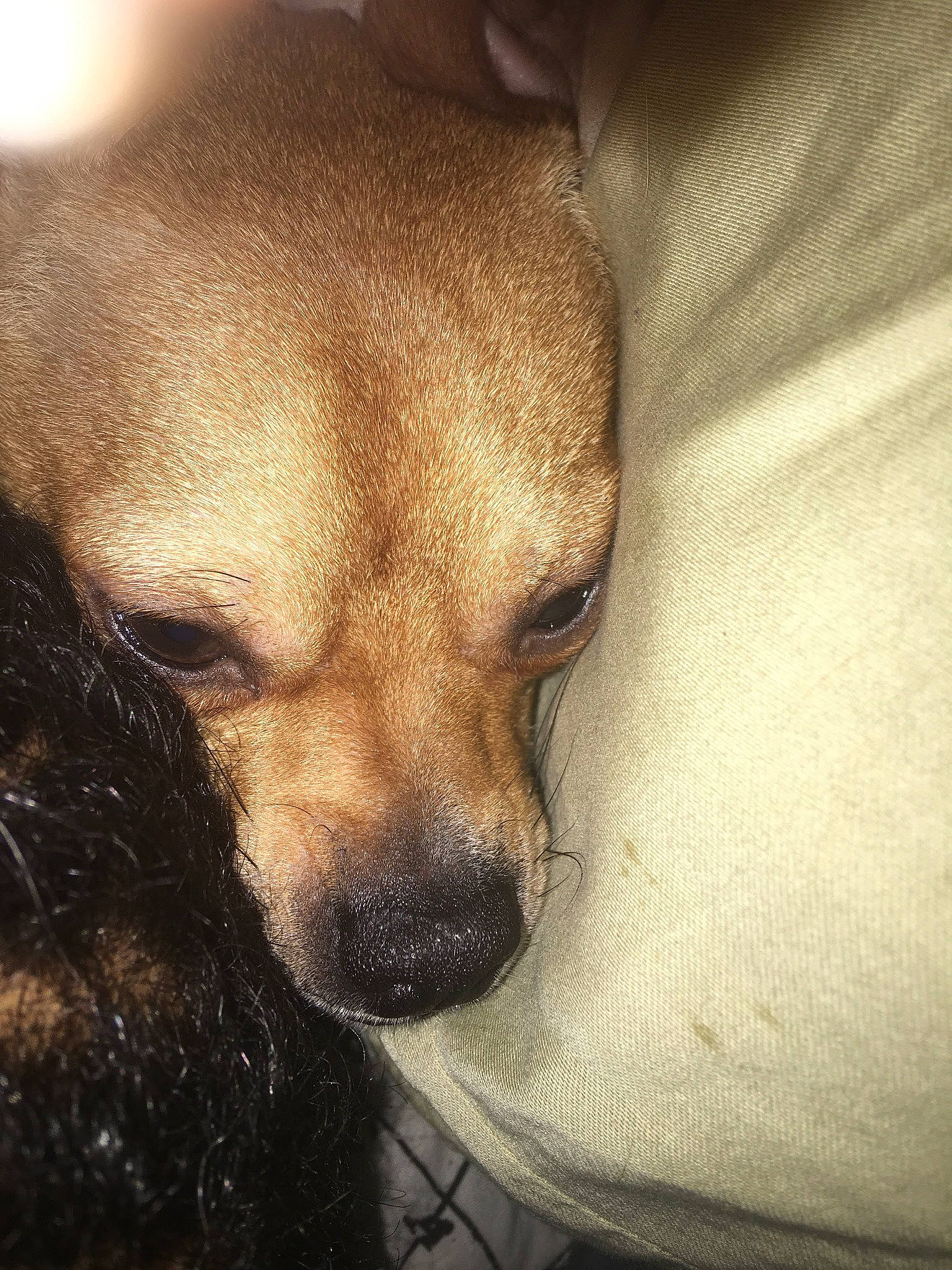 Rockie joined the competition — help win amazing prizes! canidae, carnivore, cloud, comfort, companion_dog, darkness, dog, dog_breed, fawn, fur, monochrome, nap, puppy, snout, sporting_group, terrestrial_animal, tints_and_shades, toy_dog, whiskers, working_animal