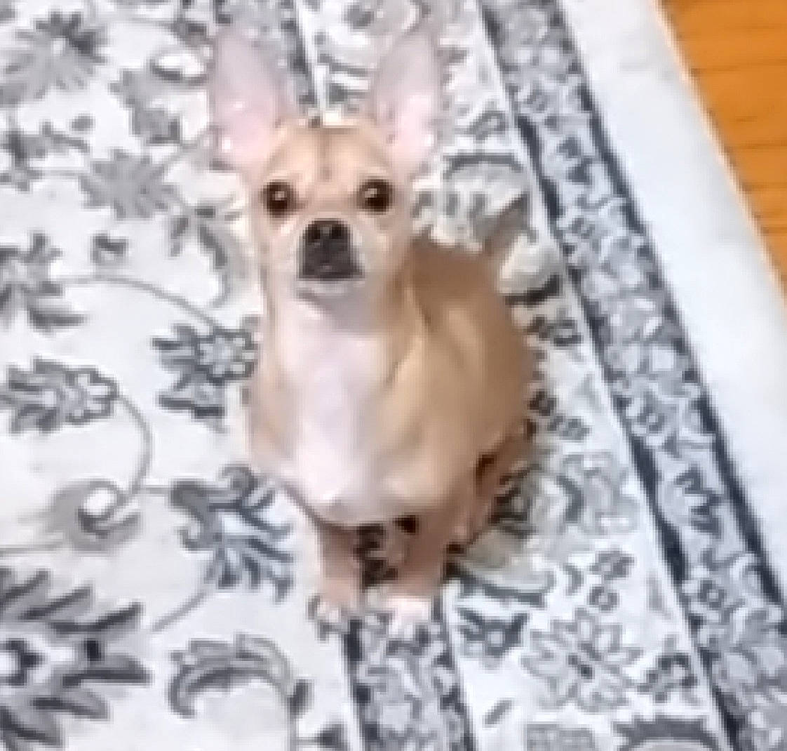 Rockie joined the competition — help win amazing prizes! baby, canidae, carnivore, chihuahua, companion_dog, dog, dog_breed, dog_collar, dog_supply, ear, fawn, fur, pattern, pet_supply, rectangle, serveware, sporting_group, toy_dog, whiskers, working_animal