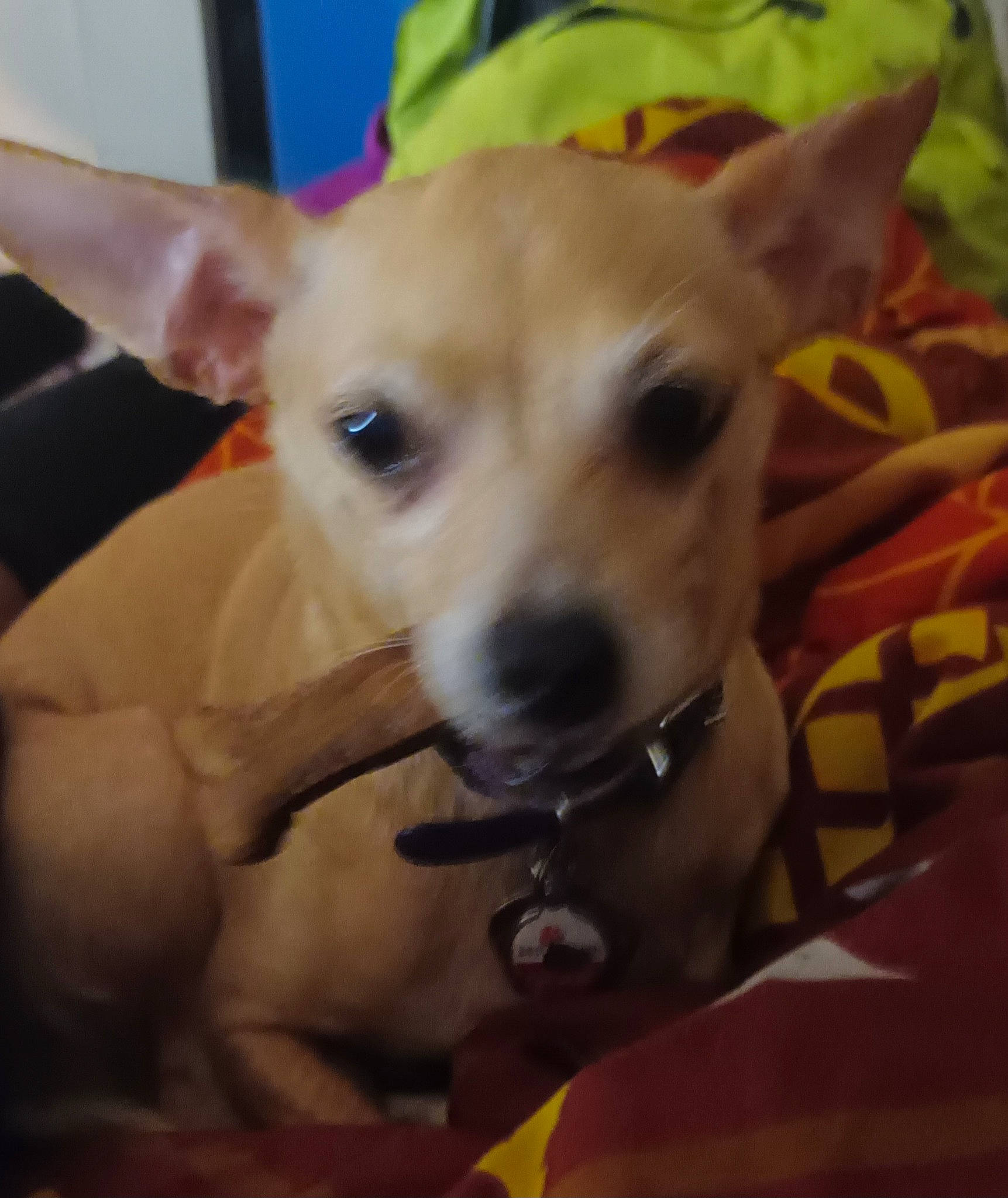 Chloe is registered to the contest to win money with this photo: canidae, carnivore, collar, comfort, companion_dog, dog, dog_breed, dog_collar, dog_supply, ear, fawn, fur, non_sporting_group, pet_supply, puppy, snout, sporting_group, toy_dog, whiskers, working_animal