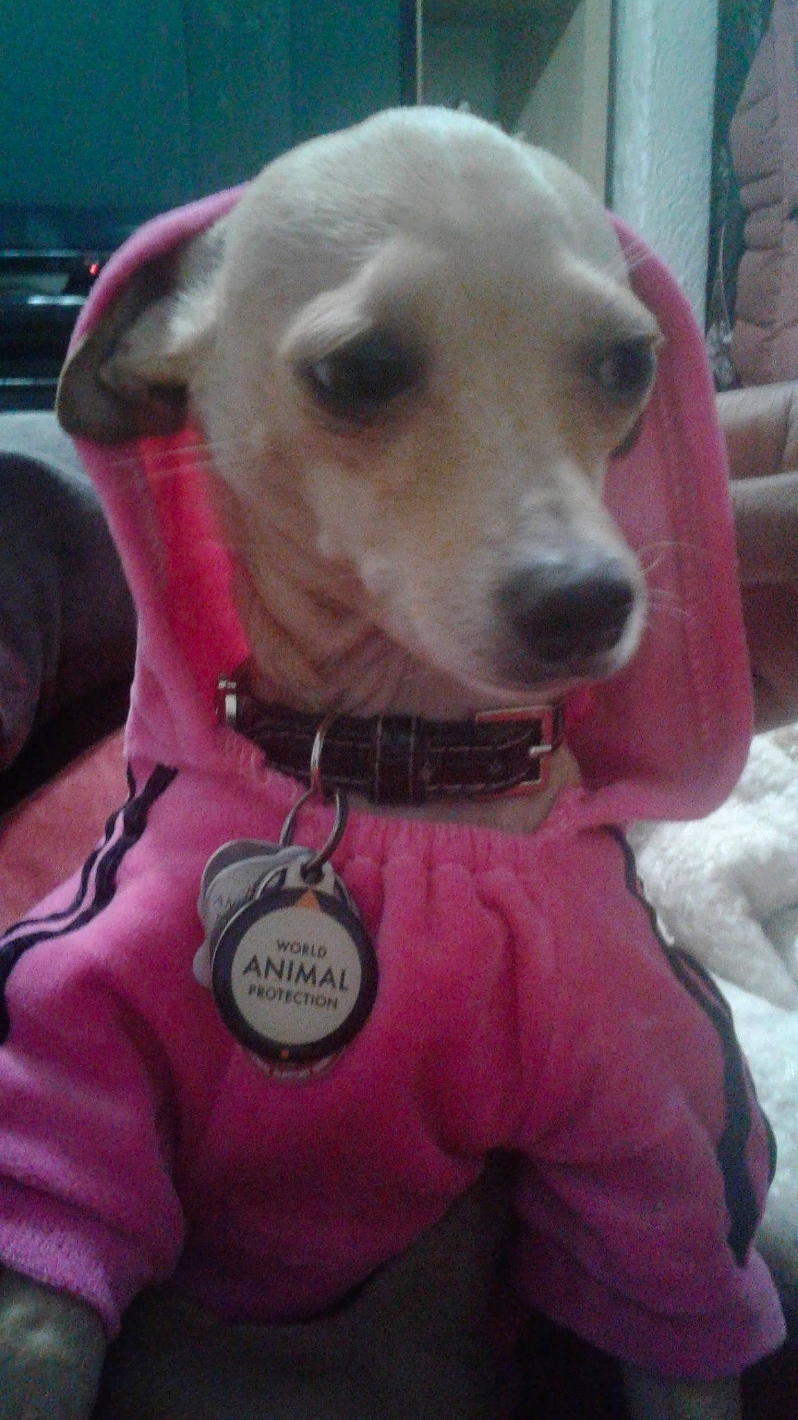 Chloe is registered to the contest to win money with this photo: canidae, carnivore, collar, companion_dog, dog, dog_breed, dog_clothes, dog_collar, dog_supply, ear, fawn, fur, leash, pet_supply, pink, selfie, snout, sporting_group, whiskers, working_animal