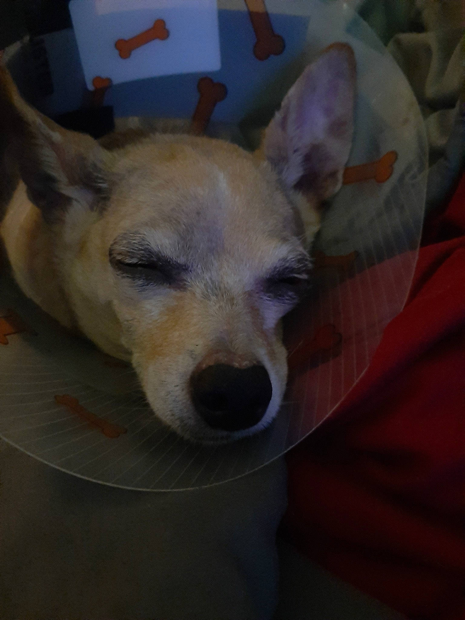 Chloe joined the competition — help win amazing prizes! ancient_dog_breeds, canidae, carnivore, comfort, companion_dog, dog, dog_breed, ear, fawn, fur, jaw, non_sporting_group, snout, sporting_group, terrestrial_animal, toy_dog, whiskers, wood, working_animal