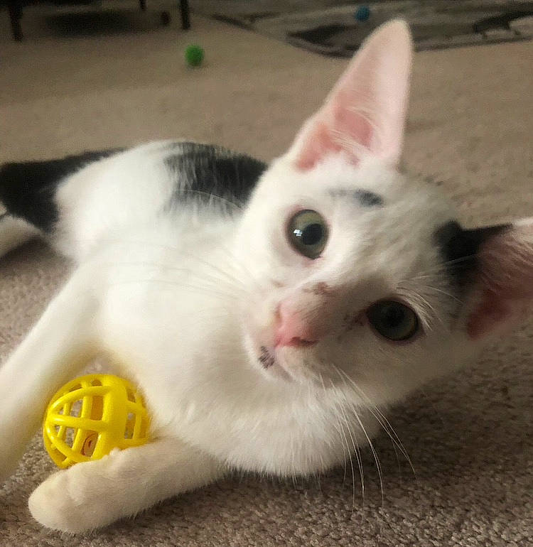 Rocko is registered to the contest to win money with this photo: carnivore, cat, claw, domestic_short_haired_cat, eye, felidae, fur, paw, small_to_medium_sized_cats, snout, tail, whiskers