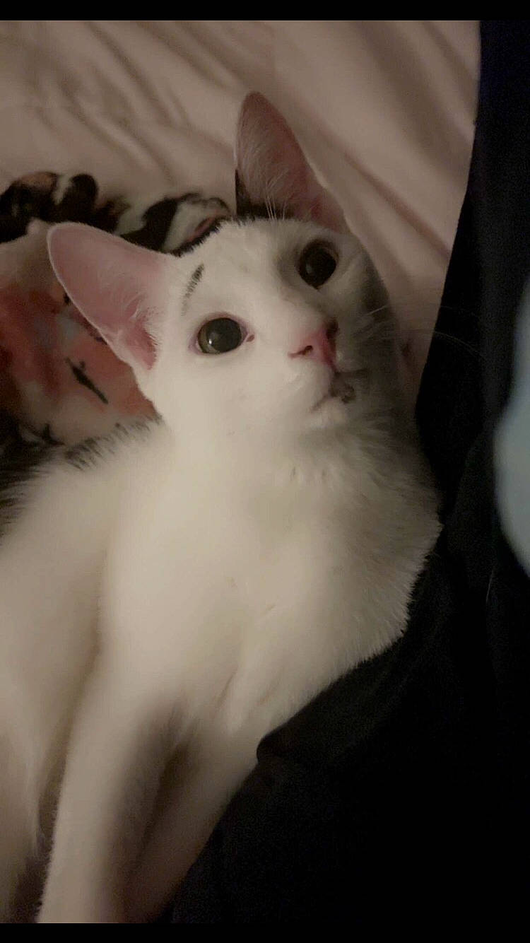 Rocko is registered to the contest to win money with this photo: carnivore, cat, domestic_short_haired_cat, ear, eye, felidae, fur, head, paw, small_to_medium_sized_cats, snout, tail, whiskers