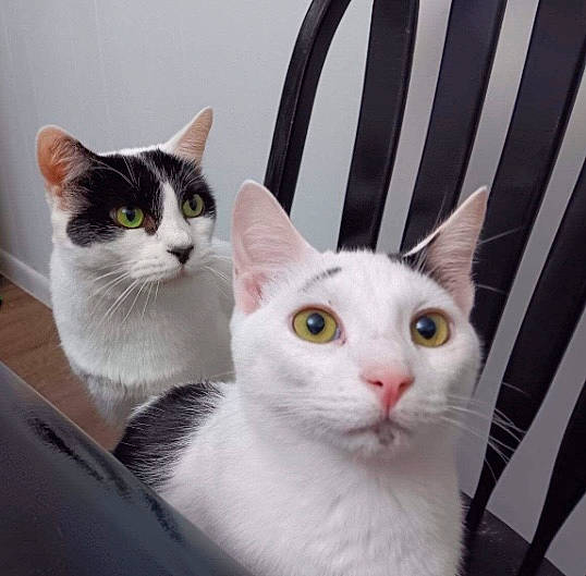 Rocko is registered to the contest to win money with this photo: box, carnivore, cat, chair, domestic_short_haired_cat, eye, felidae, fur, grey, head, line, paw, pet_supply, small_to_medium_sized_cats, snout, tail, whiskers, white