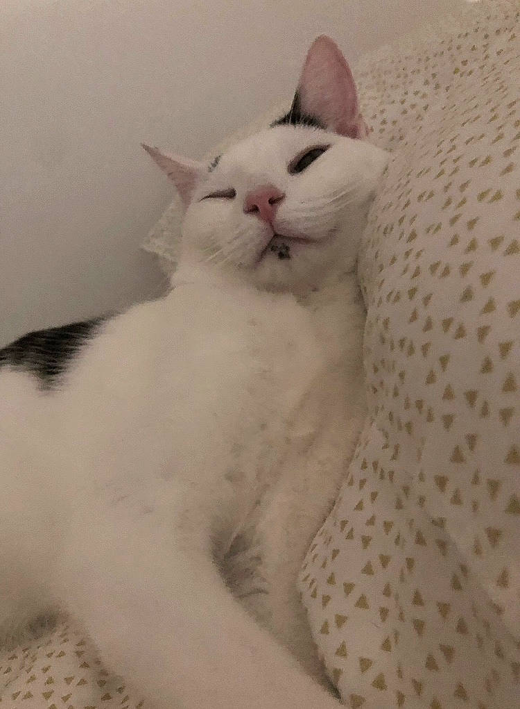 Rocko joined the competition — help win amazing prizes! carnivore, cat, comfort, domestic_short_haired_cat, felidae, fur, paw, small_to_medium_sized_cats, snout, terrestrial_animal, whiskers