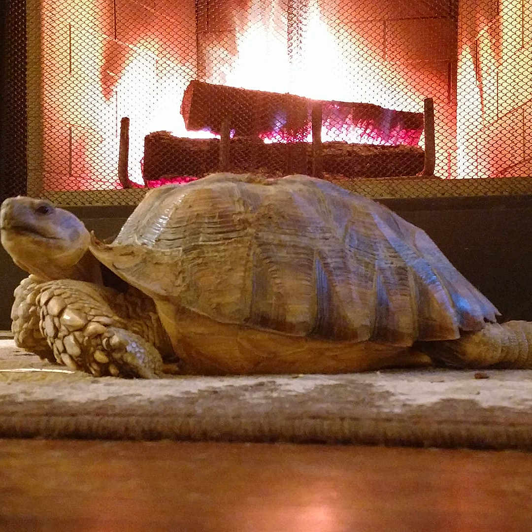 Jingo is registered to the contest to win money with this photo: box_turtle, chelonoidis, common_snapping_turtle, galapagos_tortoise, gopher_tortoise, interior_design, organism, pond_turtle, reptile, sea_turtle, tortoise, turtle, window