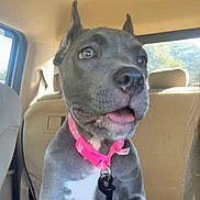 Lucy is registered to the contest to win money with this photo: dog, puppy, gray_dog, pit_bull, pet, animal, collar, pink_collar, tag, tongue_out, sitting, car, vehicle, interior, backseat, happy, cute, portrait, close_up, daylight