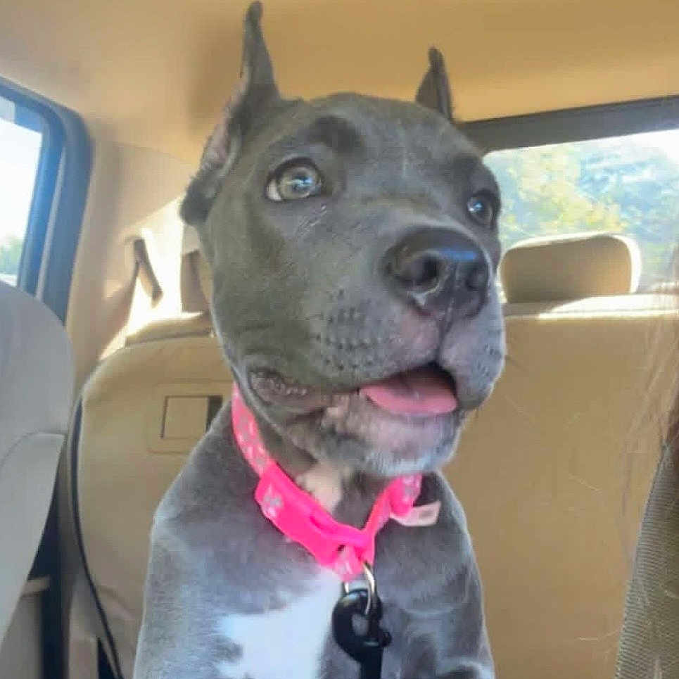 Lucy is registered to the contest to win money with this photo: dog, puppy, gray_dog, pit_bull, pet, animal, collar, pink_collar, tag, tongue_out, sitting, car, vehicle, interior, backseat, happy, cute, portrait, close_up, daylight