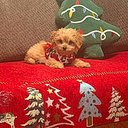 Gigi joined the competition — help win amazing prizes! animal, christmas, couch_cover, cute, decorative_pillow, dog, festive, fur, green_pillow, holiday, indoors, patterned_textile, pet, puppy, red_couch, relaxing, seated, small_dog, soft_texture, warm_lighting