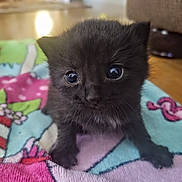 Bear is registered to the contest to win money with this photo: animal, black_cat, blanket, cat, close_up, colorful, cute, ears, eyes, fluffy, fur, home, indoors, kitten, nose, paw, pet, portrait, sitting, whiskers