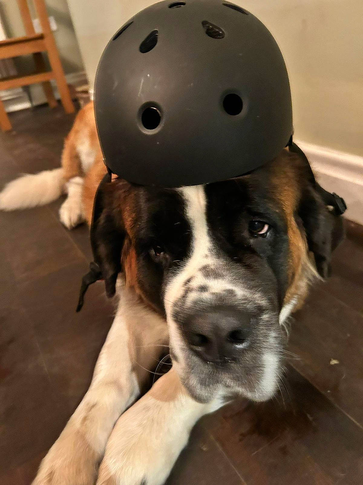 Clover joined the competition — help win amazing prizes! audio_equipment, ball, canidae, carnivore, companion_dog, dog, dog_breed, eye, fawn, flooring, football, fur, head, helmet, snout, soccer_ball, sporting_group, sports_equipment, whiskers, working_animal