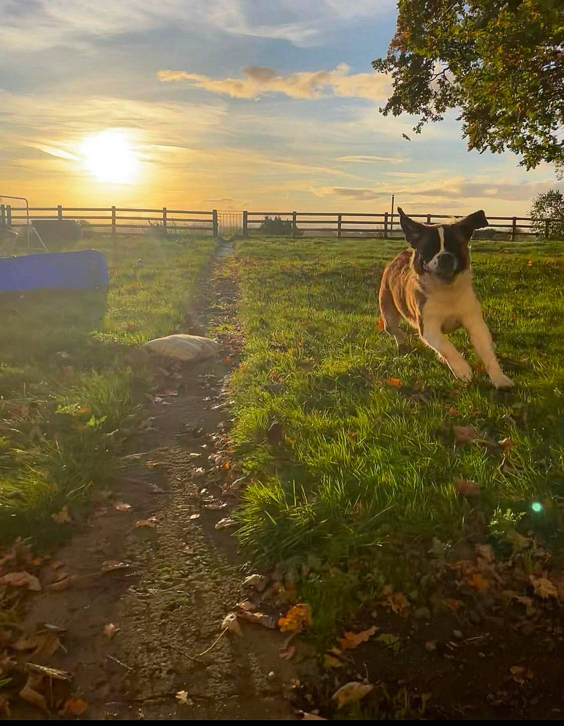 Clover is registered to the contest to win money with this photo: carnivore, cloud, companion_dog, dog, dog_breed, fawn, fence, field, grass, grassland, horizon, landscape, meadow, natural_landscape, plant, sky, tail, tints_and_shades, tree, wood